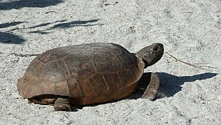 Schildkröte am Barefoot Beach