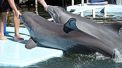 Delfine im Dolphin Research Center