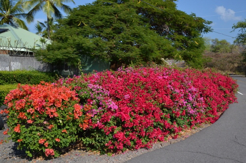 Üppige Blumenpracht auf Big Island