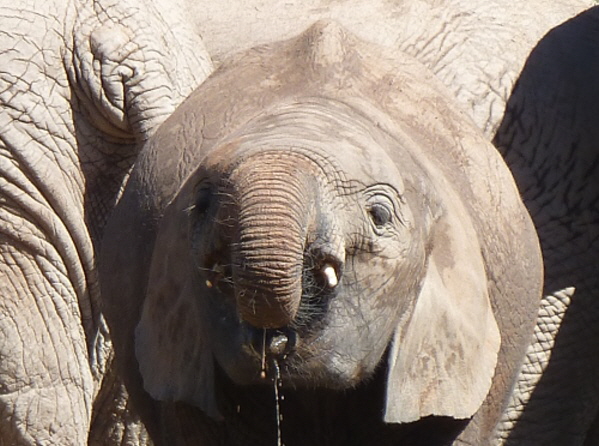 Elefant im Addo Elephant Nationalpark