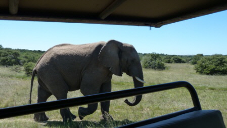 Elefant im Amakhala Game Reserve