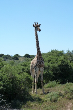 Giraffe im Amakhal Game Reserve