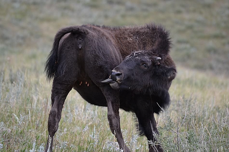 Bison im Custer Stae Park