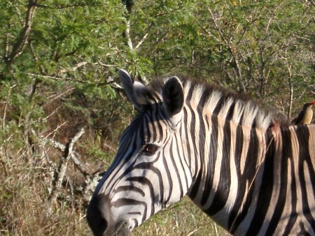 Ein Zebra im Hluhluwe Nationalpark